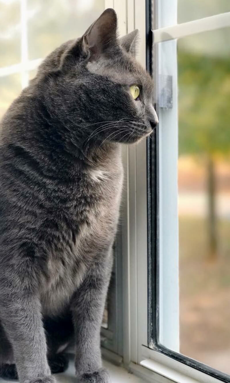 Gray cat looking out window